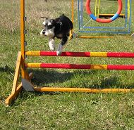 Ilustrační foto psa skákajícího přes překážku